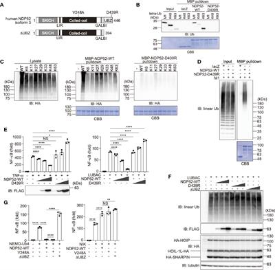 Crosstalk Between NDP52 and LUBAC in Innate Immune Responses, Cell Death, and Xenophagy